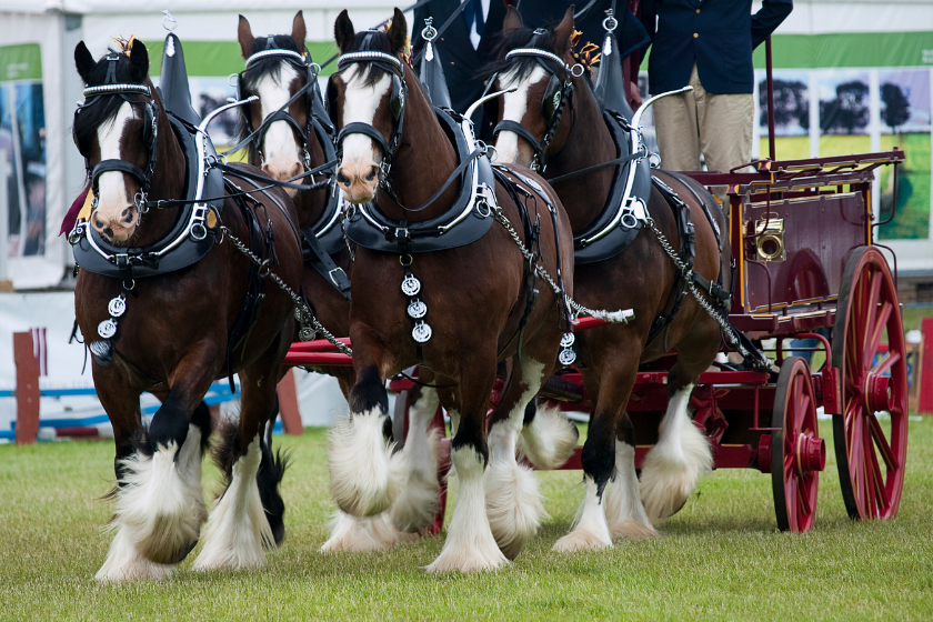 horses pulling carriage together