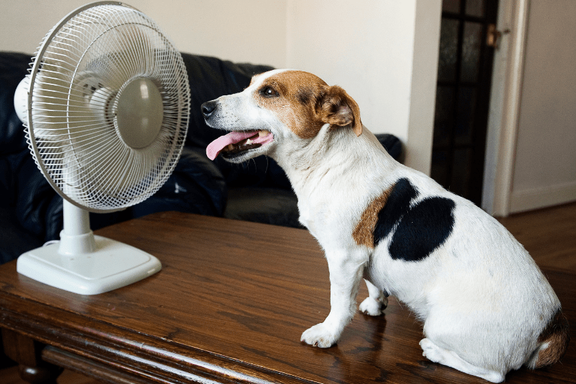 dog panting in front of fan