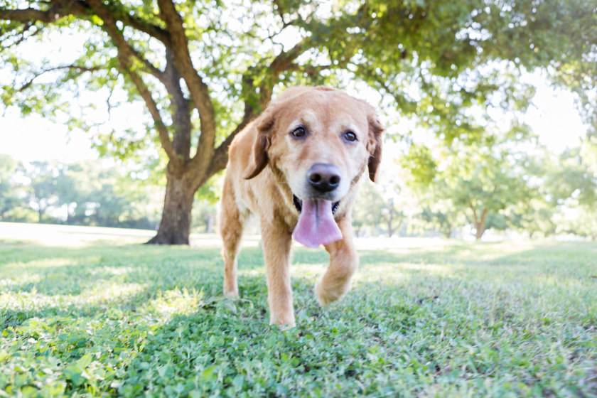 dog panting from pain