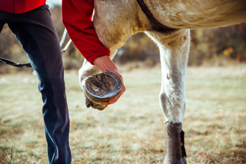 why do horses need shoes