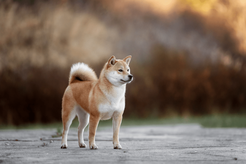 akita dog