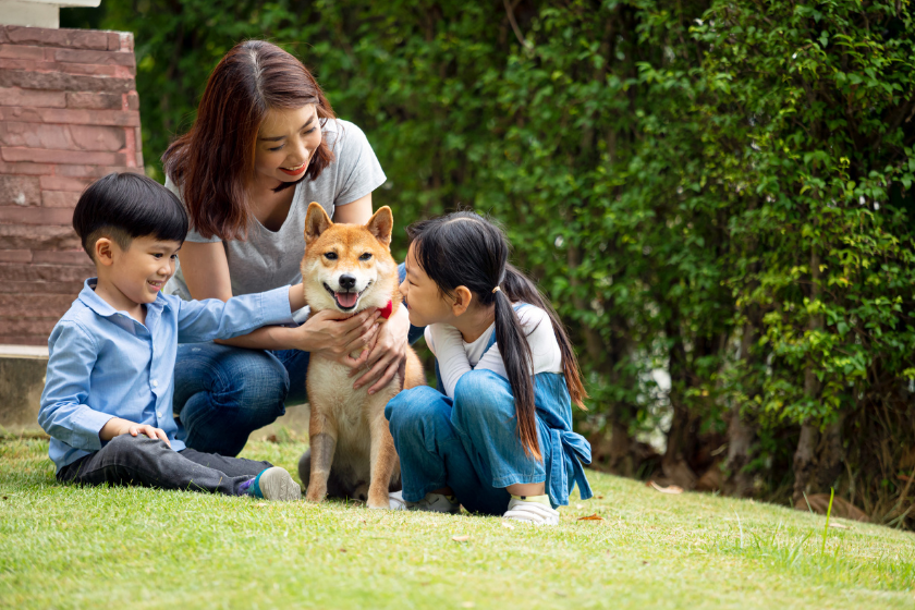 akita dog