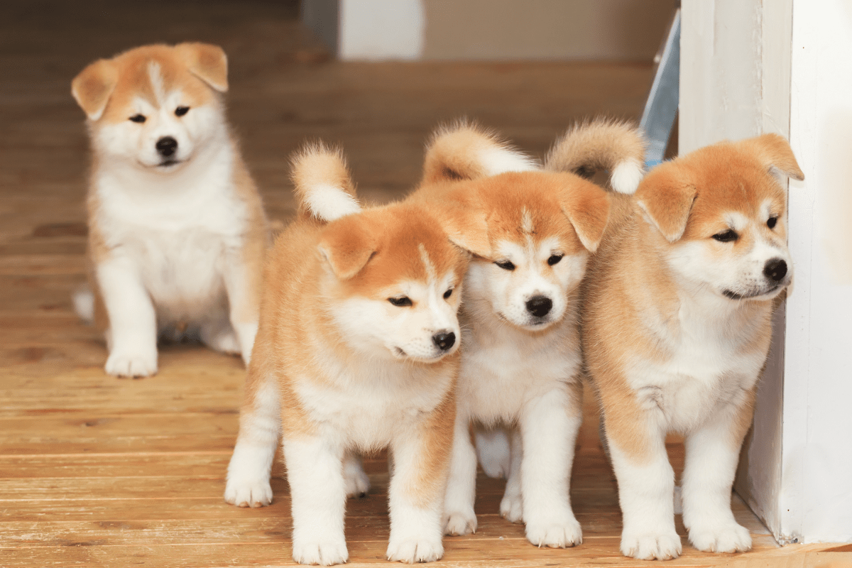 Akita hot sale inu information