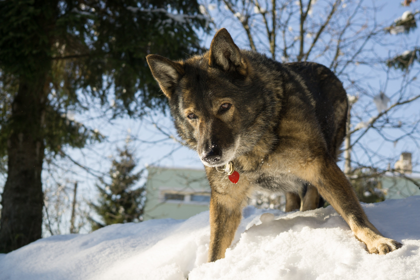 wolfdog