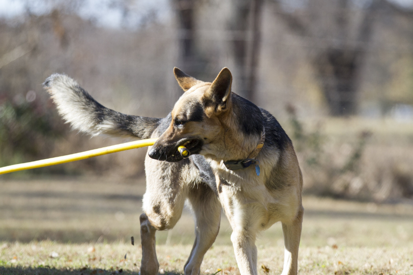 wolfdog