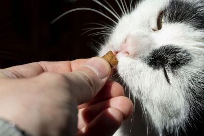 cat eating cigarette How to Handle Nicotine Poisoning in Cats: Pet Safety Guide Cat Smoking Cigarette - Cat