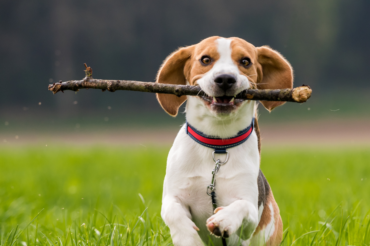 Why Do Dogs Eat Sticks 4 Reasons Behind This Odd Behavior