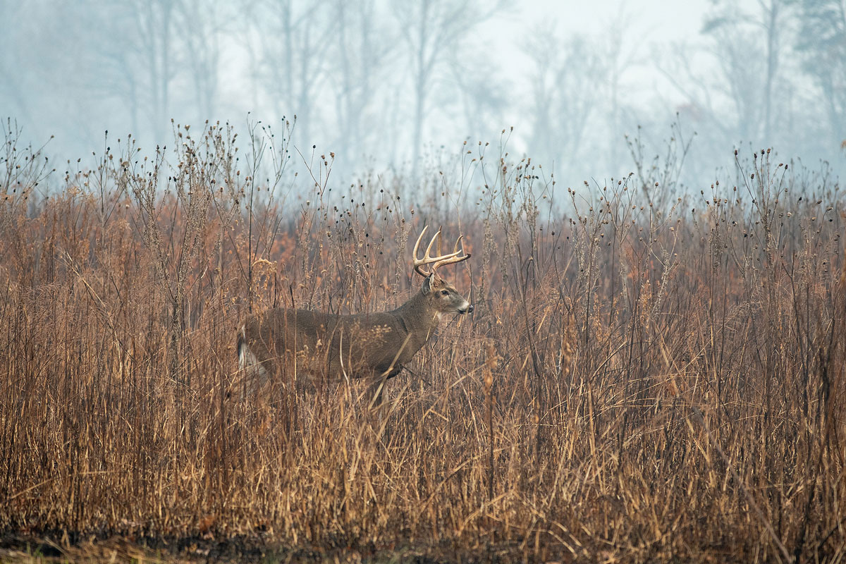 whitetail deer