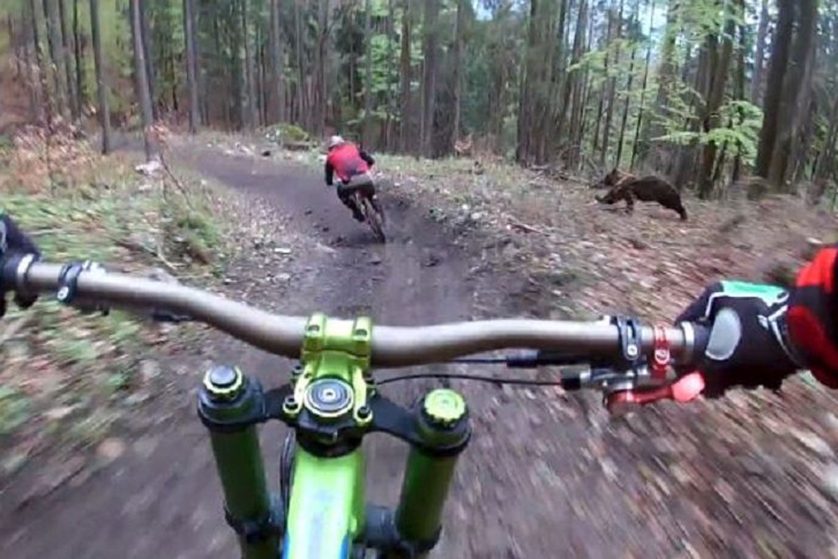bear charges bike