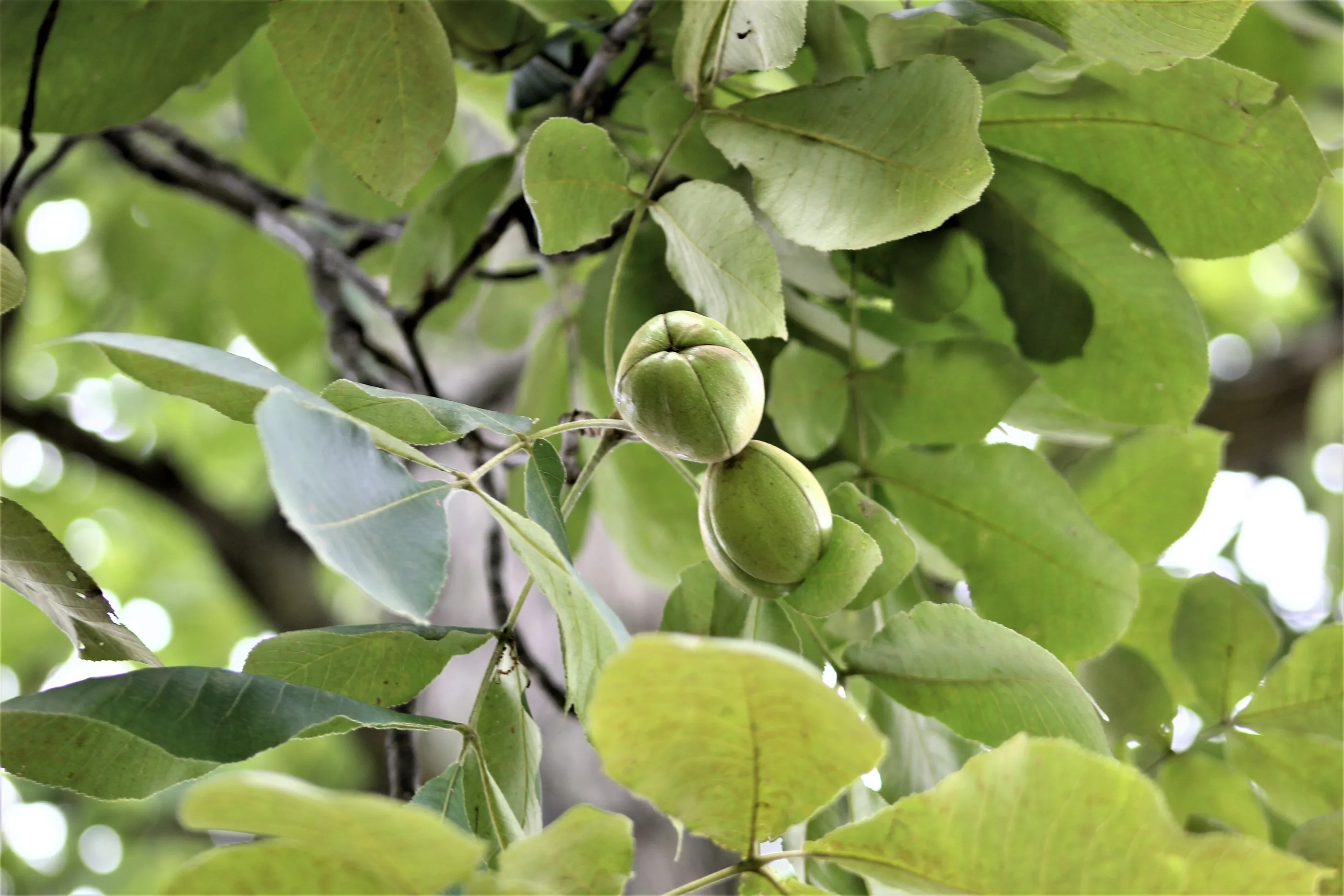 Tree Identification