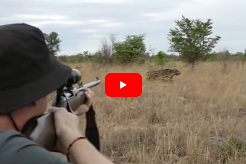 Cape Buffalo Takes Hit After Hit From Big Bore Rifles Before Going Down ...