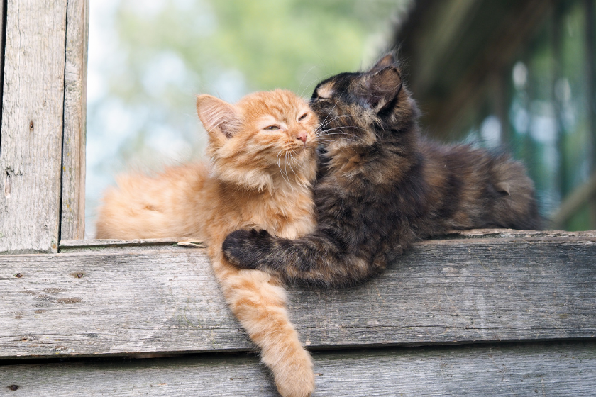 cat licks another cat