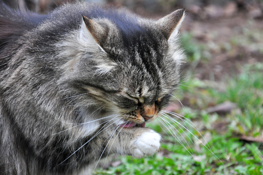 cat licks paw