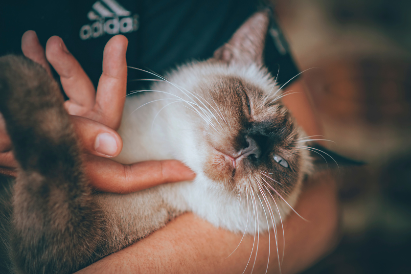 cat gets a chin scratch