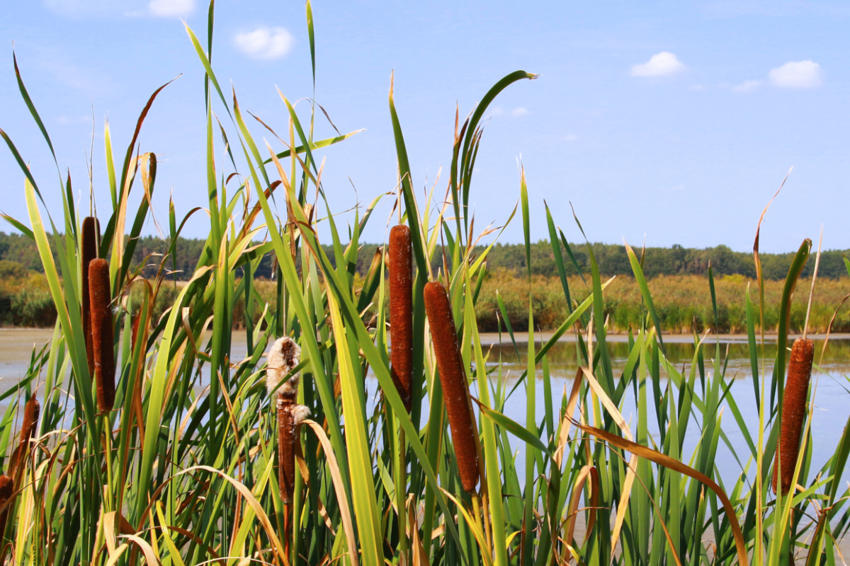 Cattails