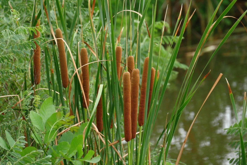 Cattails