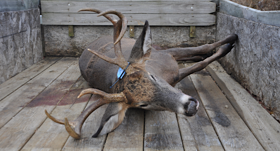 Cull Deer