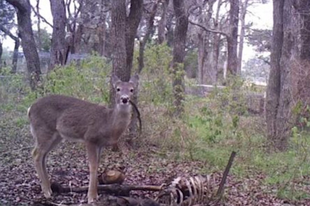 Deer Eating Human