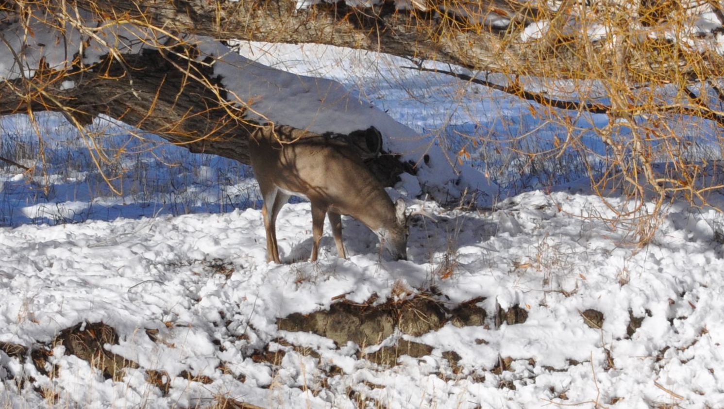 Deer in the Winter