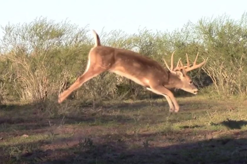 43 Bowhunting Kills in Less Than 4 Minutes Wide Open Spaces