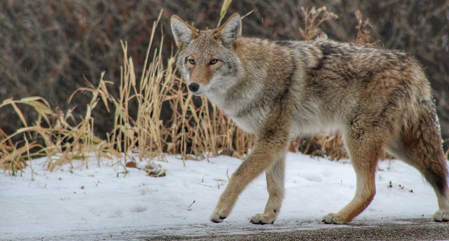 Arizona becomes 4th state to ban coyote and other fur-bearing wildlife  killing contests