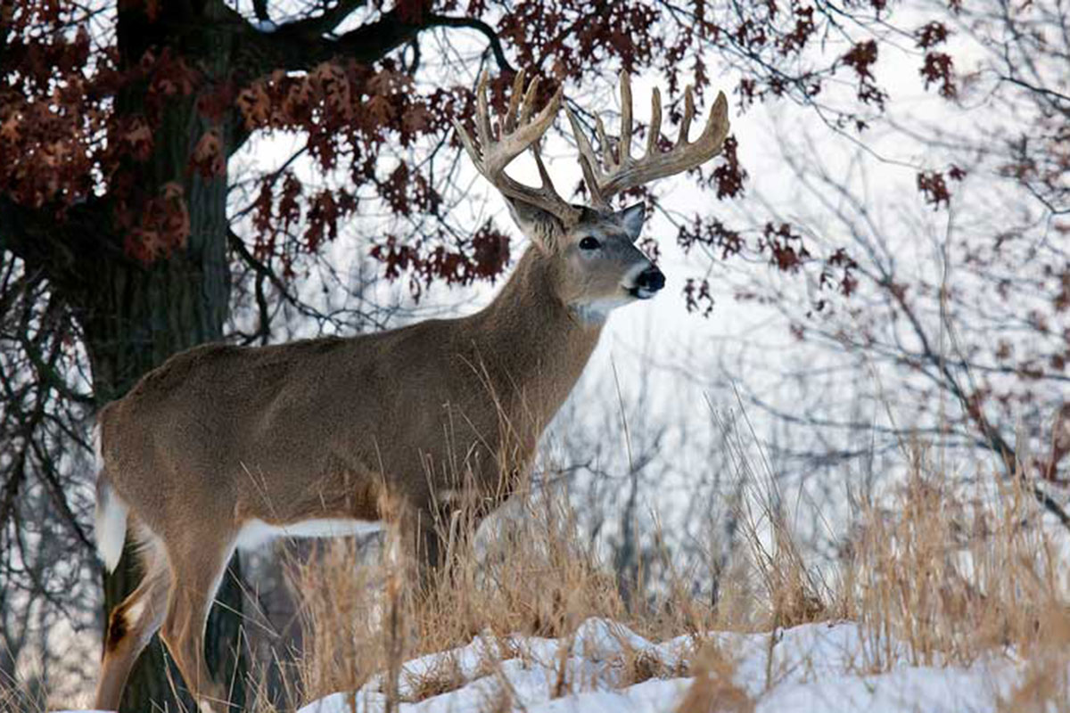 deer hunting