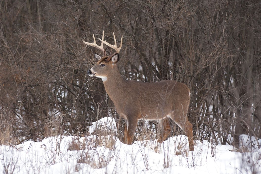 Late Rut Deer Hunting