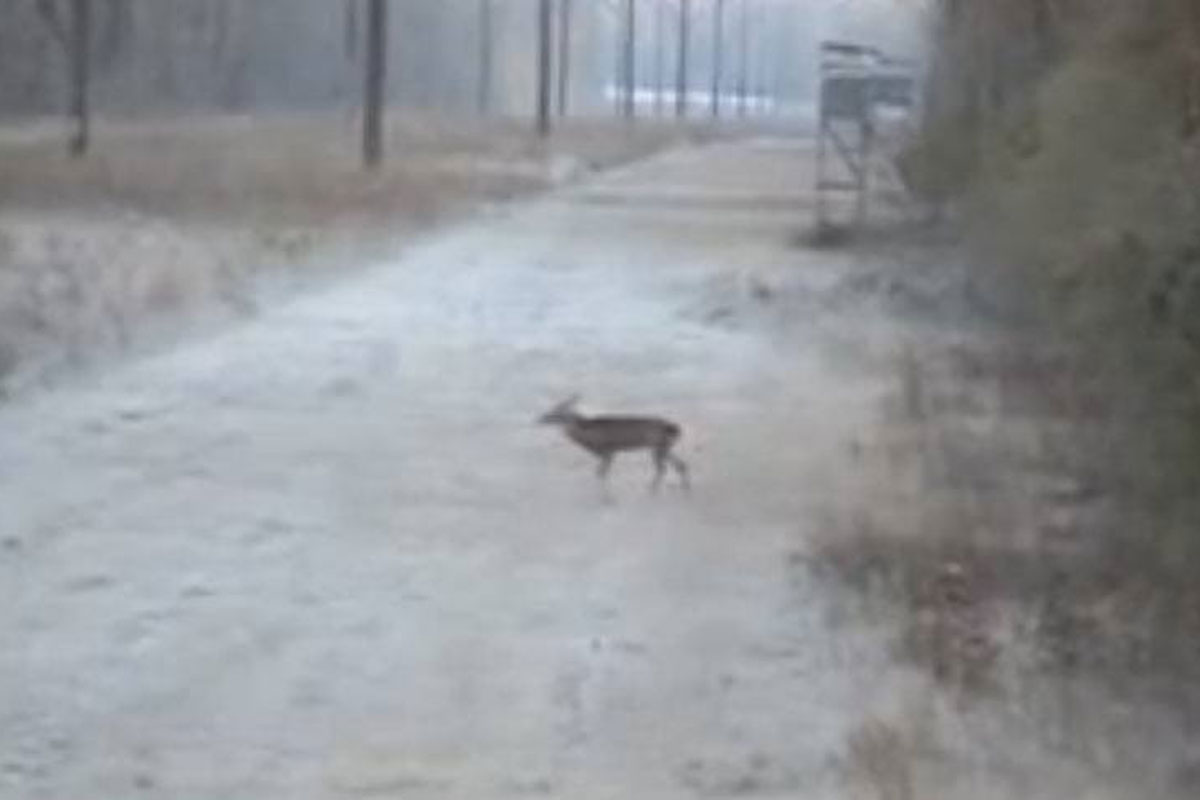 missed deer