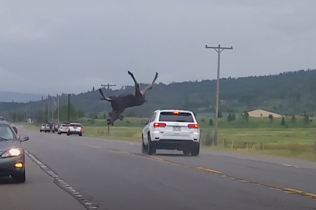 Moose Airborne
