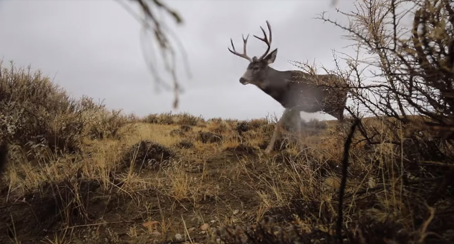mule deer