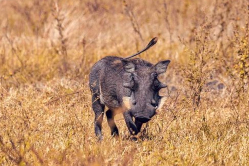 Warthogs in Texas
