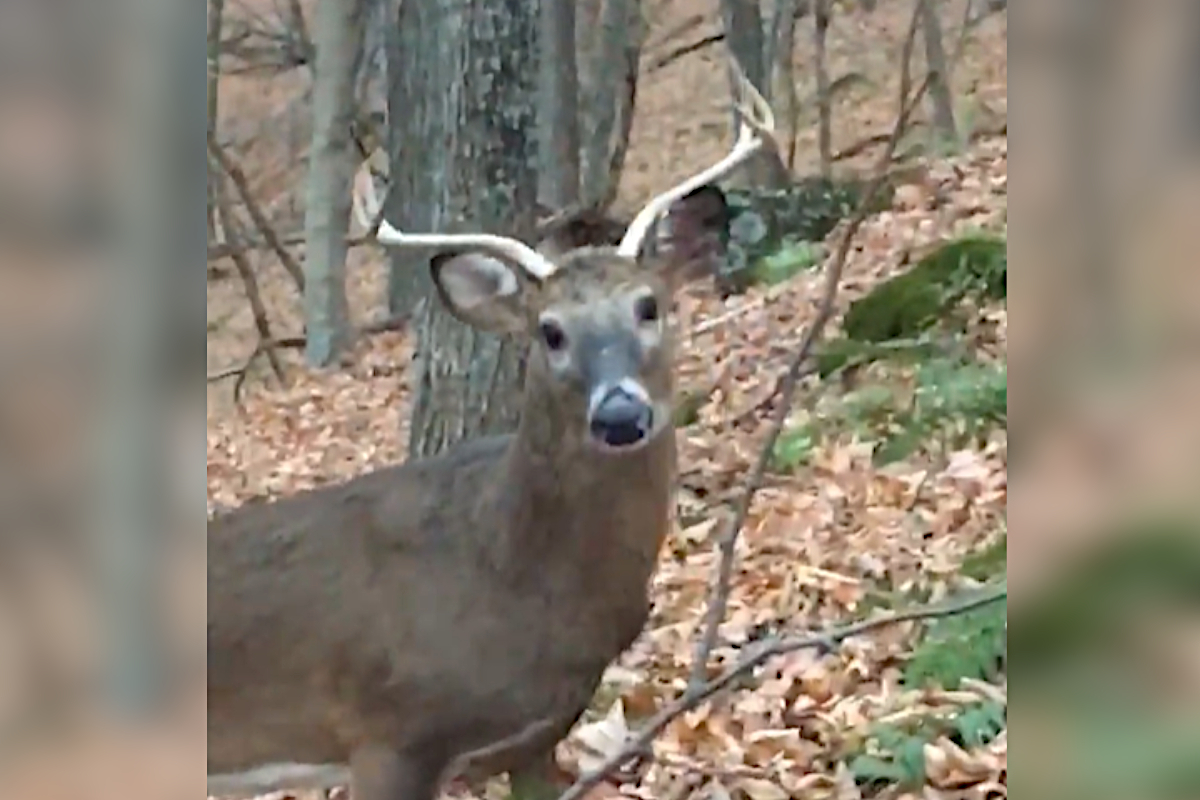 Wide Antlered Buck