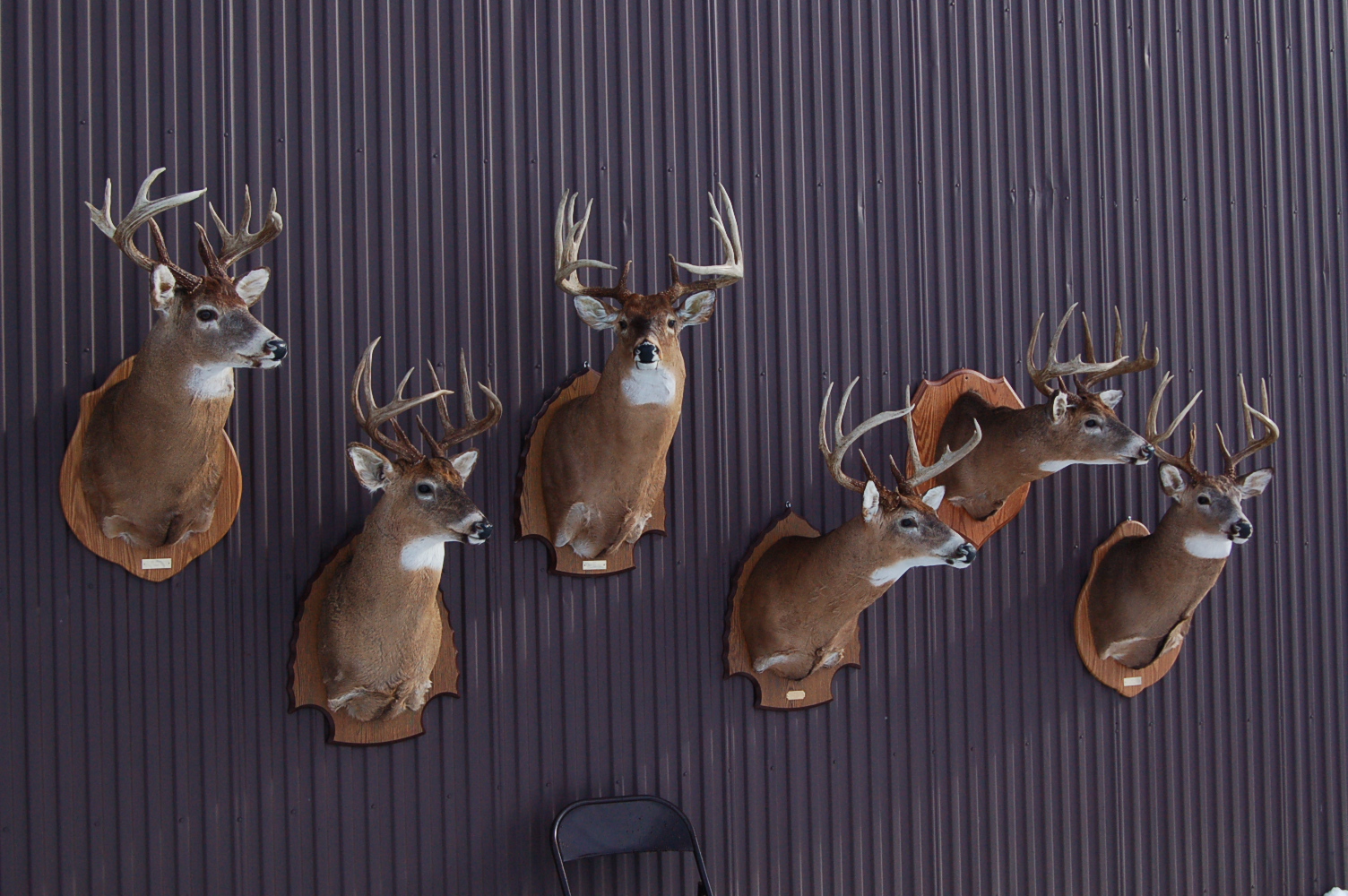 Taxidermy Examples