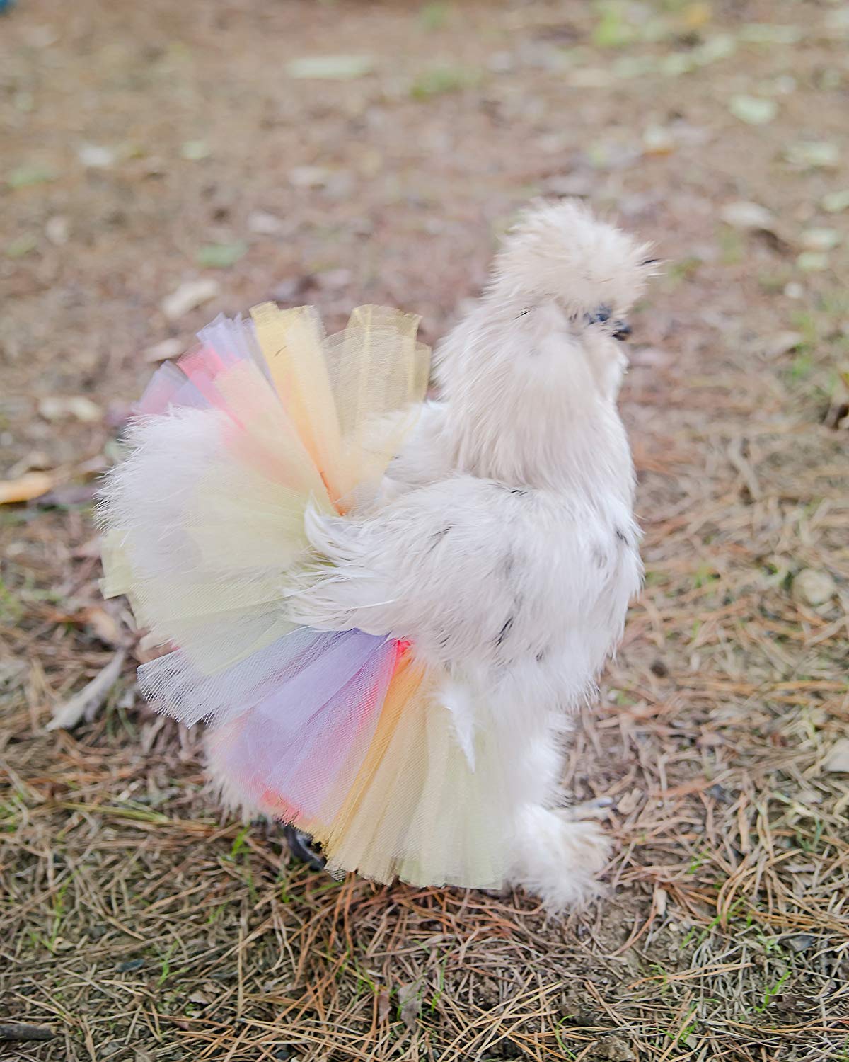 Pastel Rainbow Chicken Tutu