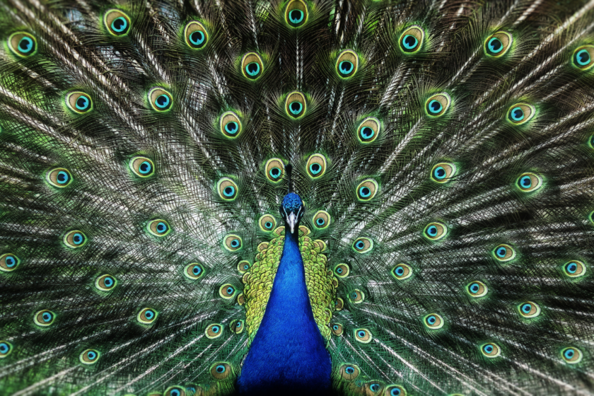 Peacock in full color