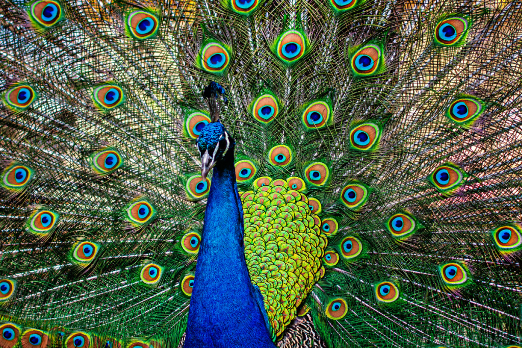 Raising Peacocks 5 Tips to Keep Peafowl Happy in Your Home