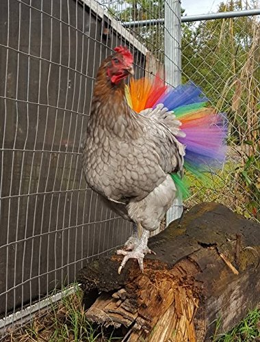 Rainbow Chicken Tutu
