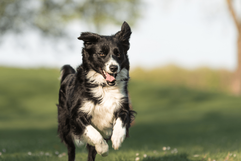 border collie dog