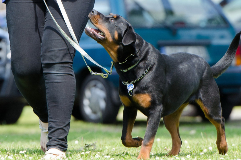 dog training next to owner