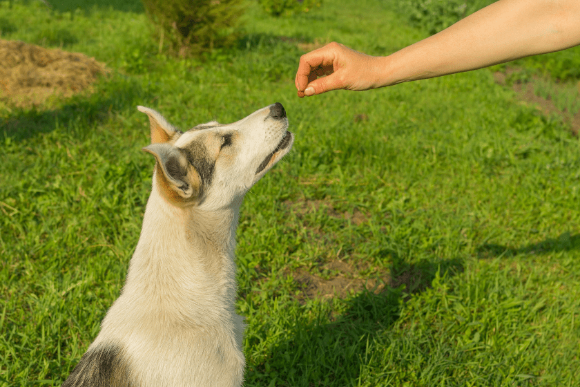 tan dog receiving treats on grass