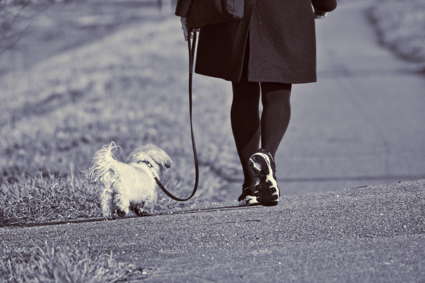woman going on walk with small white dog