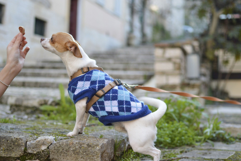 dog in plaid sweater practicing at home