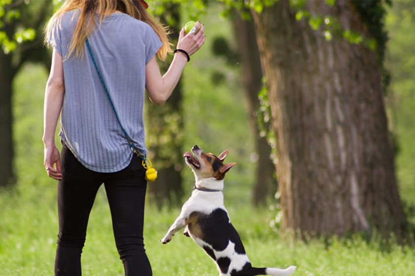 woman training with dog