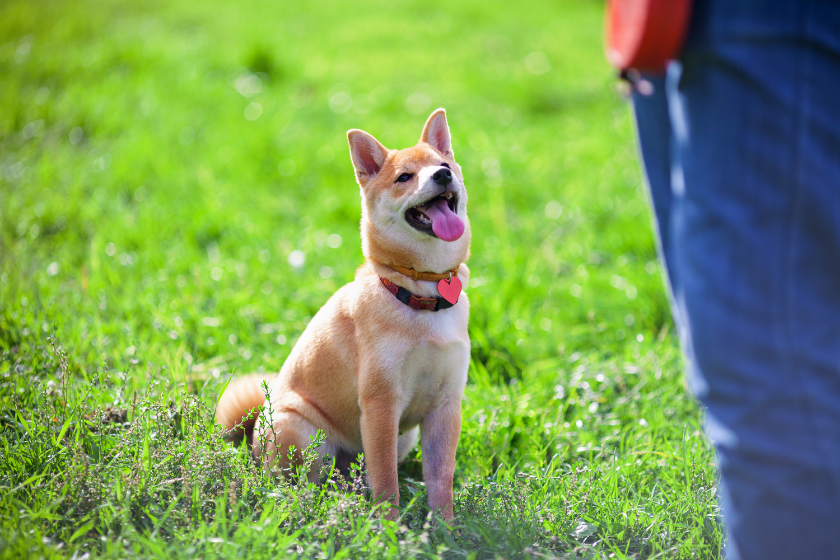 dog waiting patiently on grass