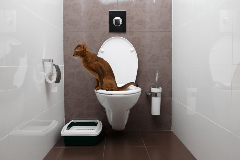 Cat Toilet Training Train Your Cat in 5 Easy Steps and Ditch Litter