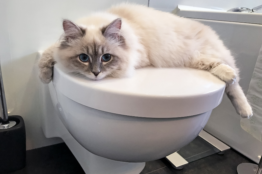 white cat sitting on toilet lid