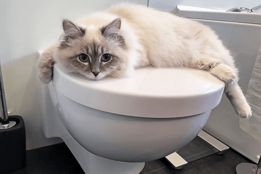 white cat sitting on toilet lid