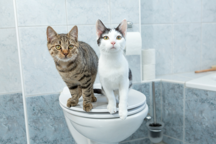 two cats sitting on toilet