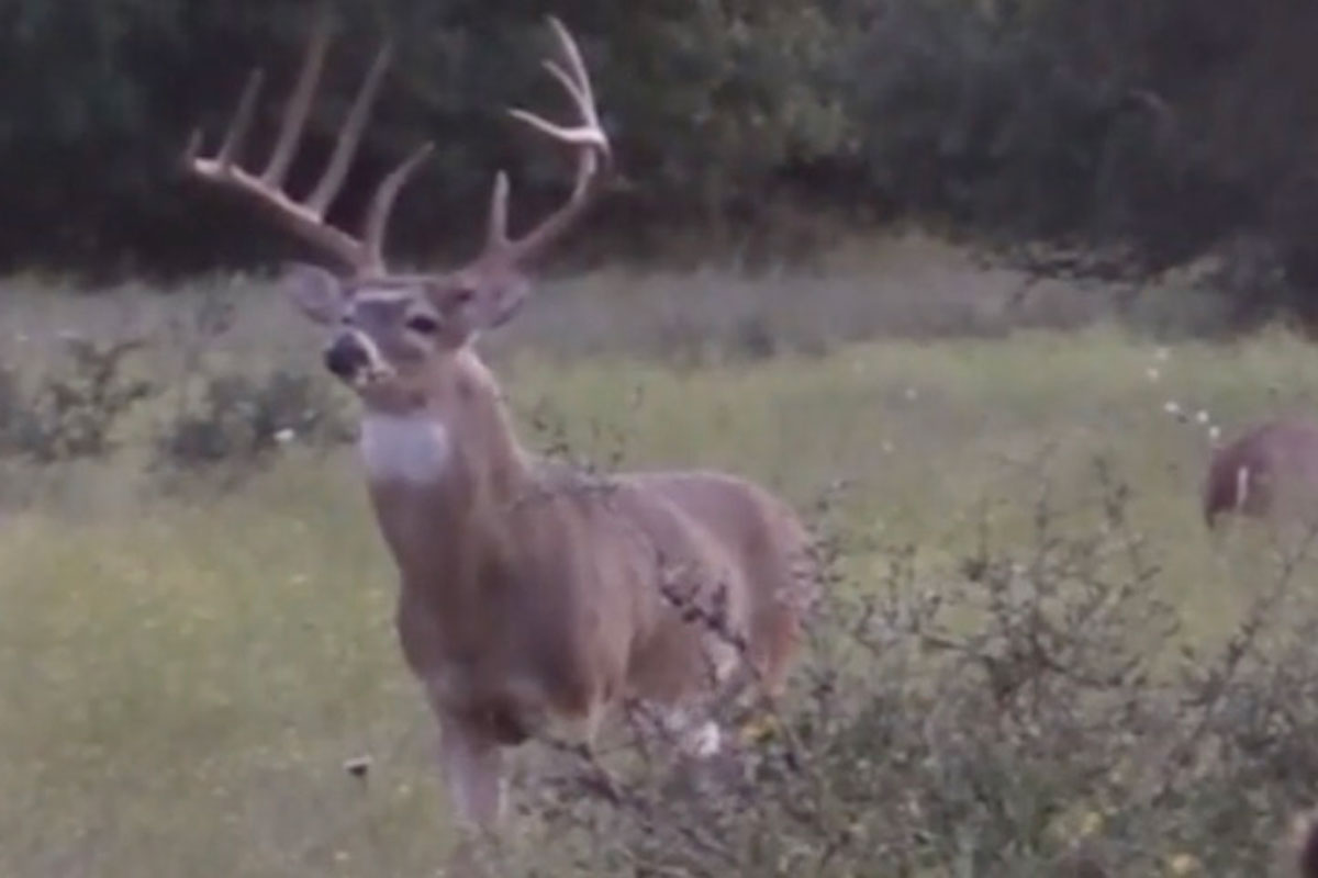 deer