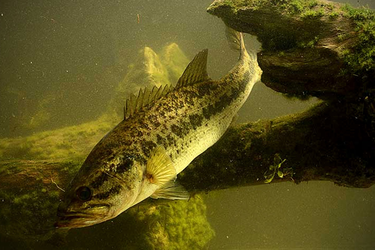 largemouth bass